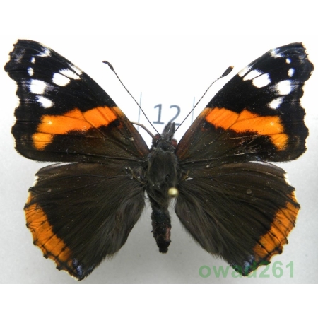 Vanessa atalanta ab. klemensiewiczi Schille, 1896 Rusałka admirał ex. ovo Czech12
